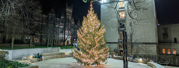 Christmas trees on campus