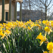daffodils blooming on campus