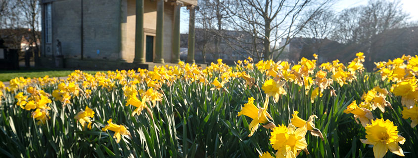 daffodils blooming on campus