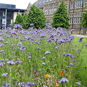 Flower meadow at University of Leeds