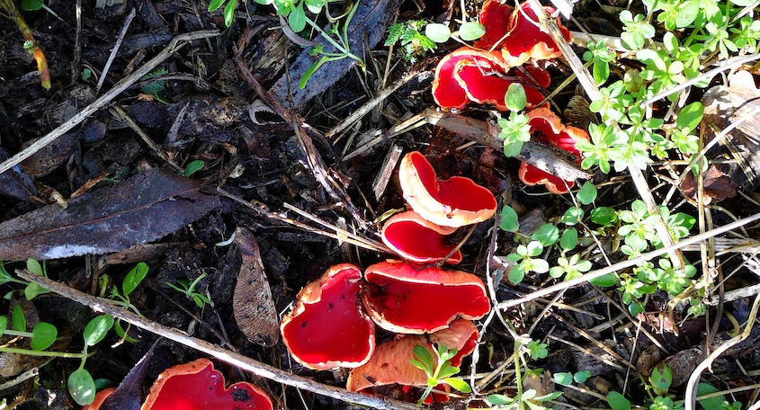 Scarlet Elf Cup fungi @ North Hill Well Wood 