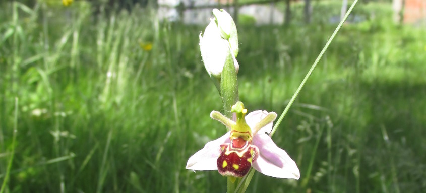 Bee orchid at Charles Morris Hall