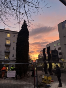 Christmas tree being put up in Beech Grove Plaza