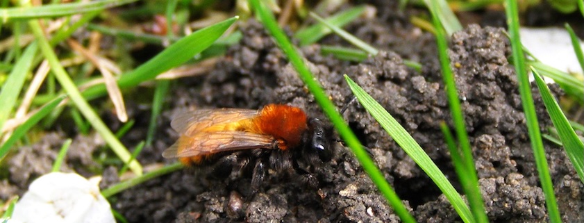 Tawny Mining Bee